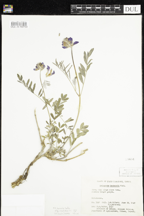 Hedysarum boreale var. mackenziei image