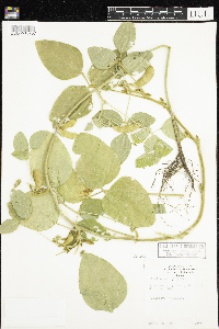 Glycine max image