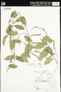 Galactia striata image