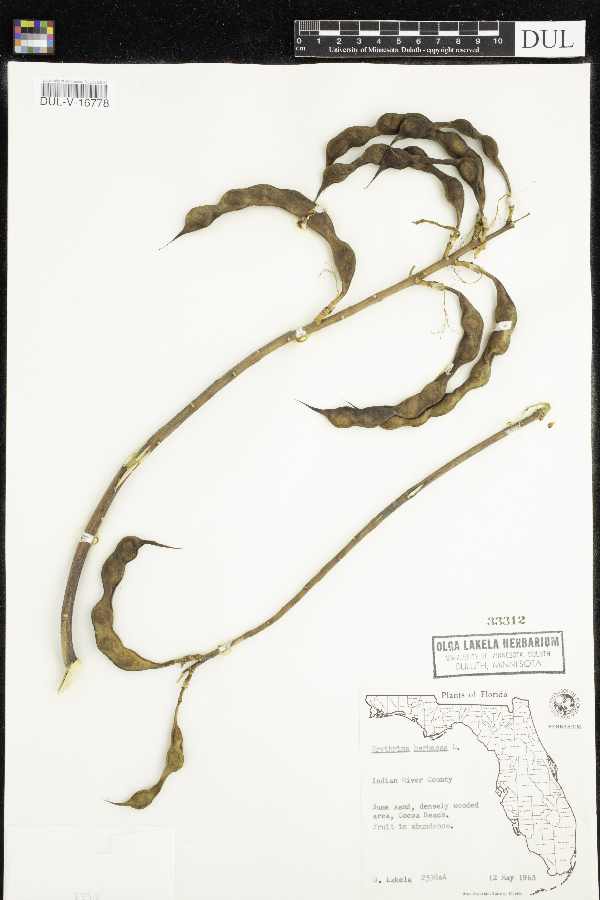 Erythrina herbacea image