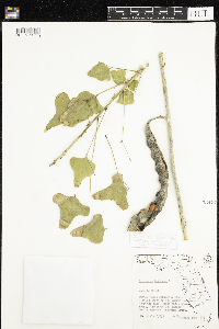 Erythrina herbacea image