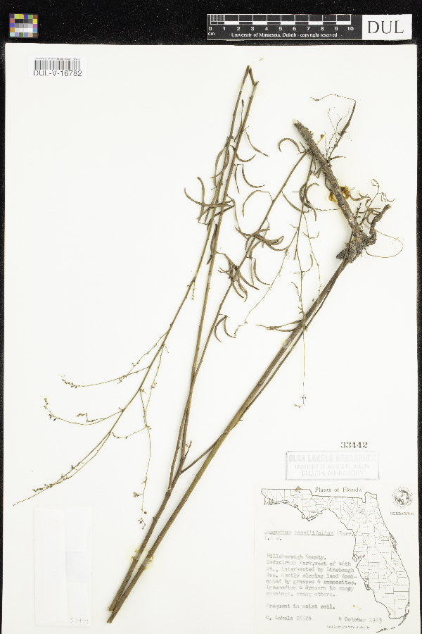 Desmodium sessilifolium image