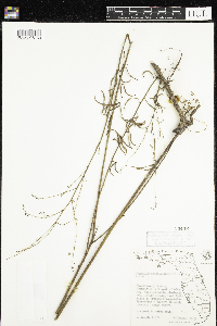 Media resource of Desmodium sessilifolium
