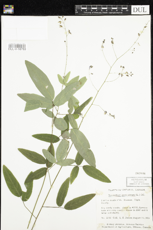 Desmodium paniculatum image
