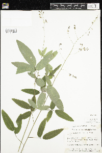 Media resource of Desmodium paniculatum
