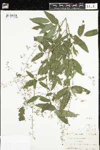 Desmodium paniculatum image