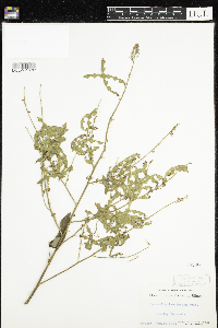 Media resource of Desmodium laevigatum