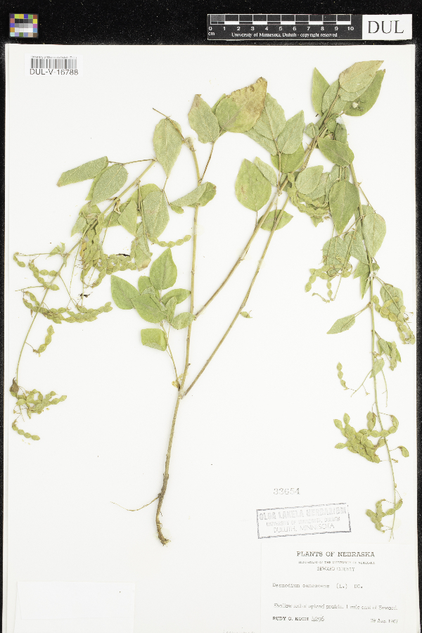 Desmodium canescens image