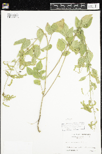 Image of Desmodium canescens