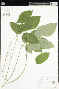 Hylodesmum nudiflorum image