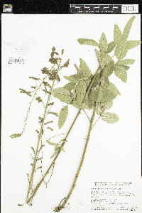 Desmodium illinoense image
