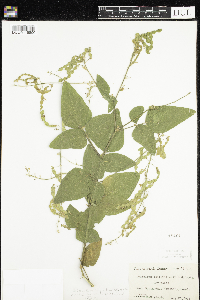 Media resource of Desmodium cuspidatum