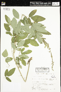 Desmodium canadense image
