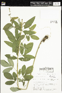 Desmodium canadense image