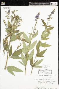 Desmodium canadense image