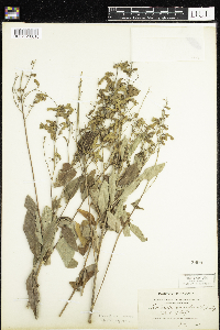 Desmodium canadense image