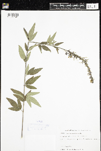 Desmodium canadense image