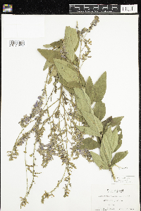 Desmodium canadense image