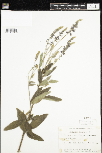 Desmodium canadense image