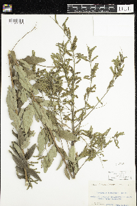 Desmodium canadense image