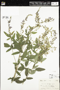 Desmodium canadense image