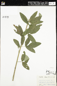 Pyrola asarifolia image