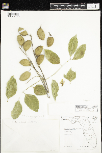 Millettia pinnata image