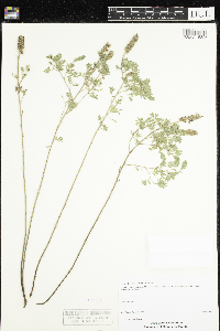 Dalea villosa image