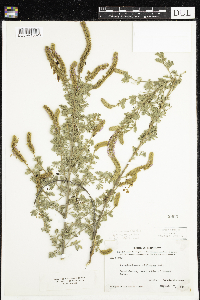 Dalea villosa image