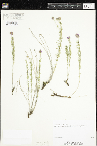 Dalea purpurea var. purpurea image