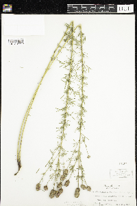 Dalea purpurea var. purpurea image