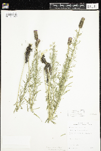 Dalea purpurea var. purpurea image
