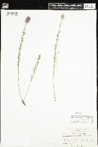 Dalea purpurea var. purpurea image