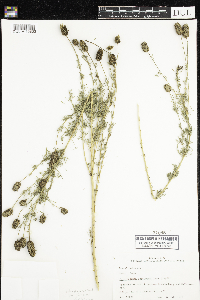 Dalea purpurea image