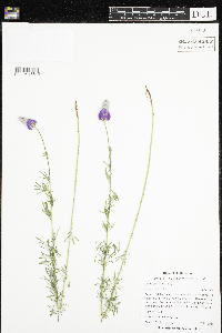 Dalea purpurea image