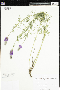 Dalea purpurea image