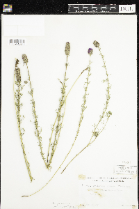 Dalea purpurea image
