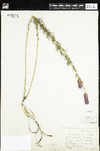 Dalea purpurea image