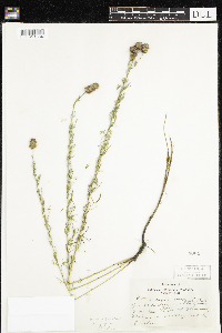 Dalea purpurea image