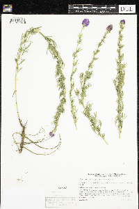 Dalea purpurea image