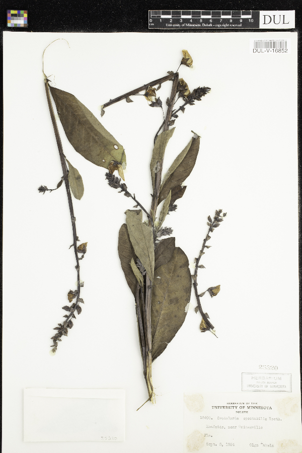 Crotalaria image