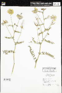 Securigera varia image