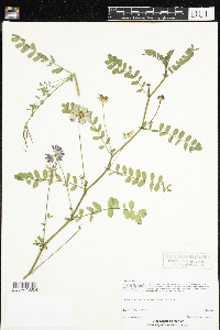 Securigera varia image