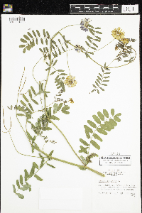 Securigera varia image