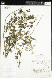 Clitoria mariana image