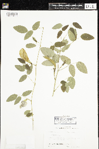 Clitoria mariana image