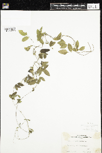 Clitoria mariana image