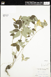 Clitoria mariana image