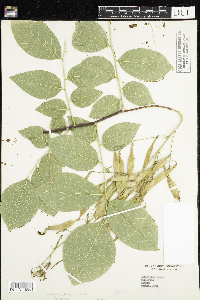 Media resource of Cladrastis kentukea