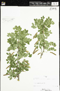 Caragana arborescens image